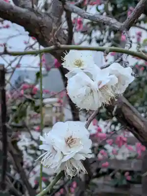 成子天神社(東京都)