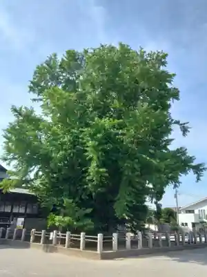 葛飾八幡宮(千葉県)