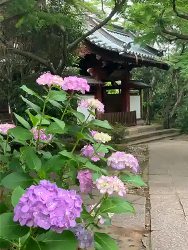 本土寺(千葉県)
