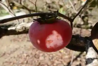 三気大神神社の自然