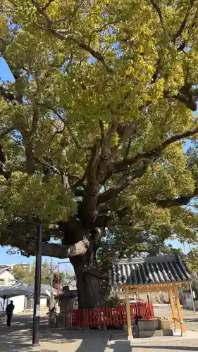 百舌鳥八幡宮(大阪府)