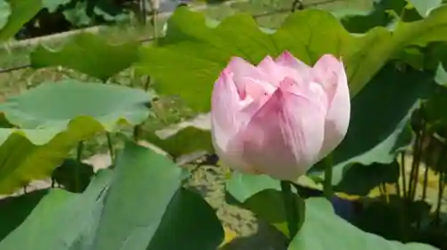 半木神社（賀茂別雷神社境外末社）の自然