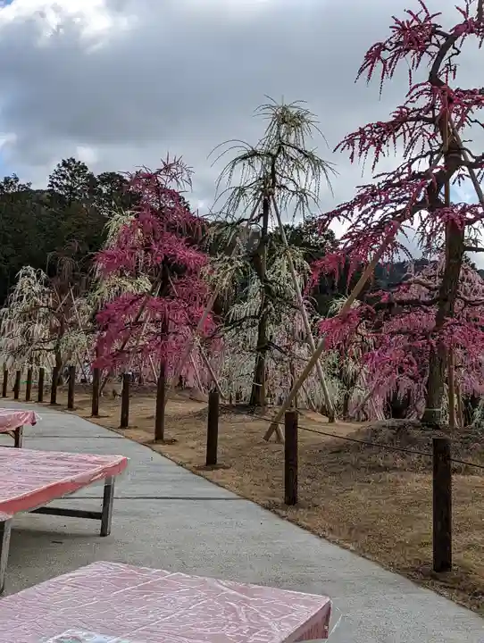 三室戸寺(京都府)