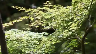 祇王寺(京都府)