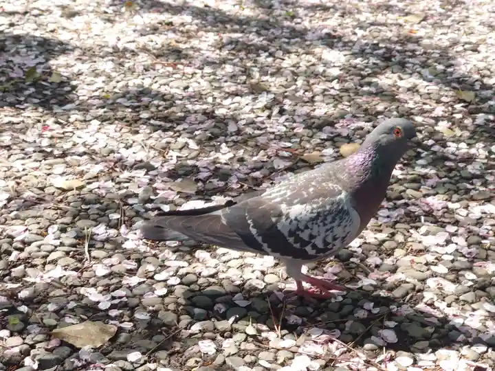 鶴嶺八幡宮(神奈川県)