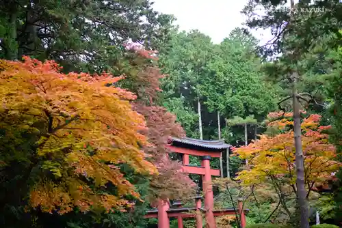 北口本宮冨士浅間神社の鳥居