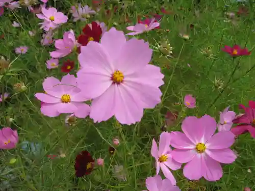 諏訪大社上社前宮(長野県)
