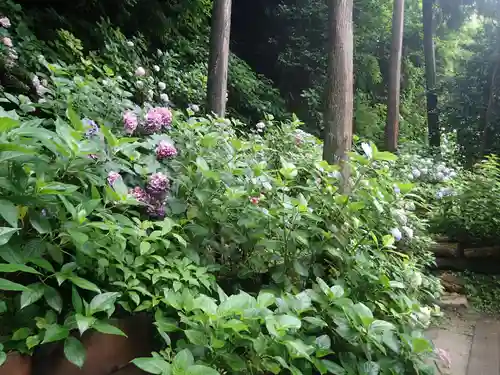 御霊神社の自然