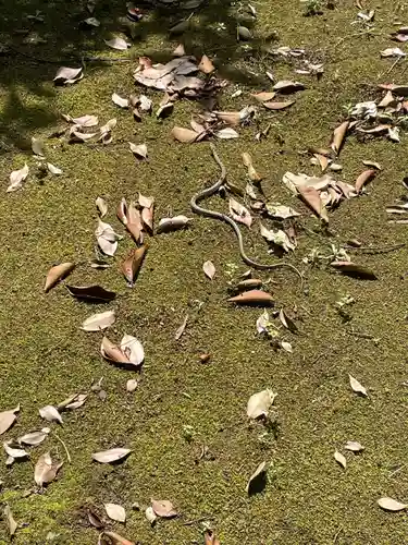 赤坂氷川神社(東京都)