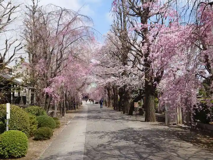 駒込天祖神社の自然