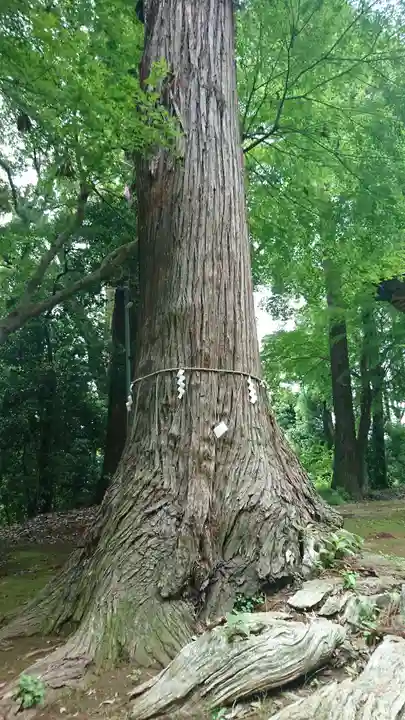 楯縫神社の自然