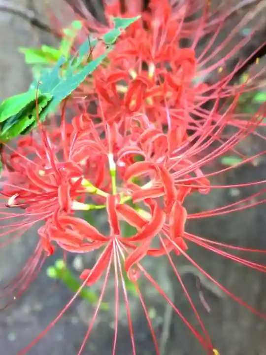 妙法寺(東京都)
