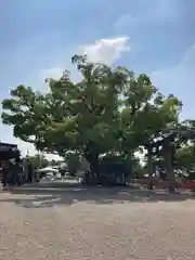 百舌鳥八幡宮の自然