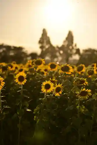 座間神社(神奈川県)