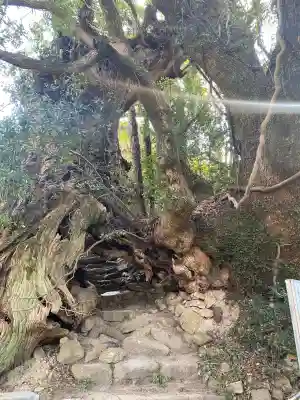 大山祇神社奥の院 生樹の御門の{uncategorized: "未分類", other: "その他", undefined: "問題あり", building: "その他建物", grave: "お墓", sacred_gate: "鳥居", guardian: "狛犬", statue: "像", buddha: "仏像", history: "歴史", nature: "自然", garden: "庭園", animal: "動物", pagoda: "塔", temizu: "手水舎", mountain_gate: "山門・神門", sanctuary: "本殿・本堂", subordinate: "末社・摂社", art: "芸術", scenery: "景色", jizo: "地蔵", ema: "絵馬", goshuin: "御朱印", omikuji: "おみくじ", items: "授与品その他", amulet: "お守り", goshuincho: "御朱印帳", eats: "食事", festival: "お祭り", votive_dance: "神楽", shichigosan: "七五三参", wedding: "結婚式", experience: "体験その他", initially: "初詣", around: "周辺", anti_infection: "感染症対策"}