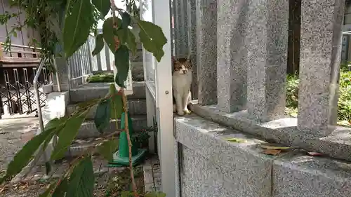 荻窪白山神社の動物