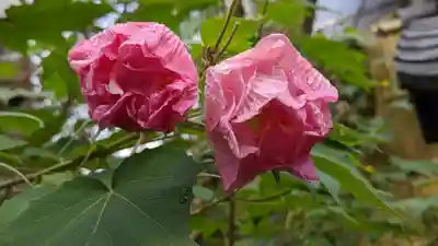大豊神社(京都府)