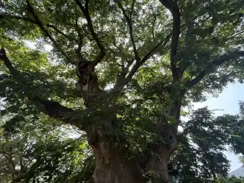 櫻井神社(新潟県)