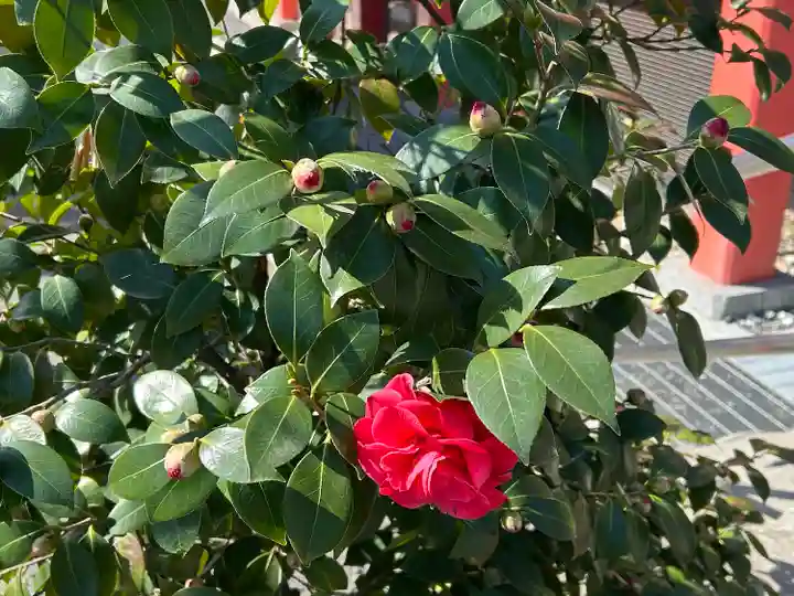 高幡不動尊 金剛寺(東京都)