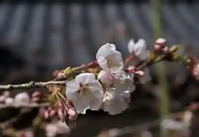 光明寺（粟生光明寺）(京都府)