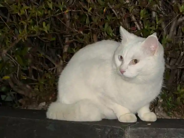王子神社(徳島県)