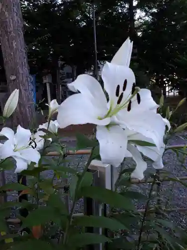 新琴似神社の自然