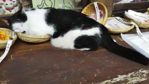 王子神社の動物