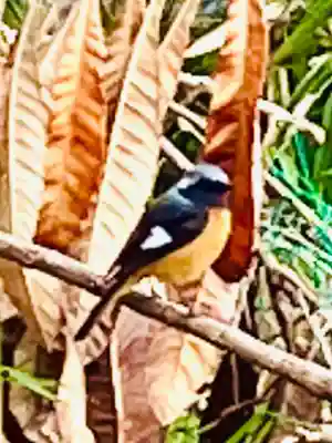 飛龍神社(茨城県)
