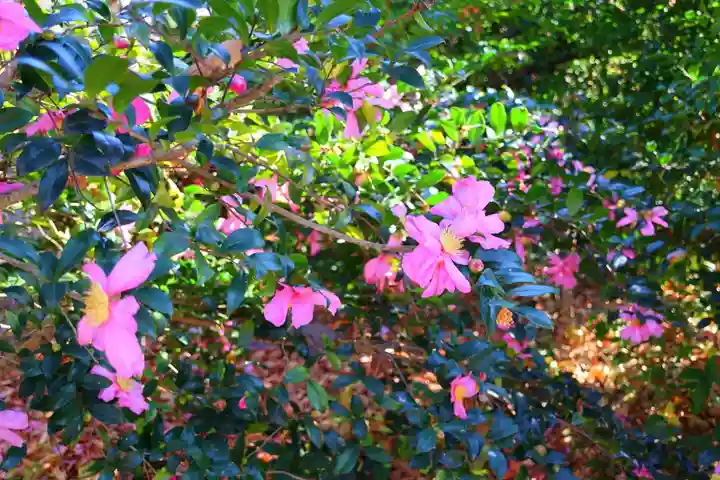 愛宕神社の庭園