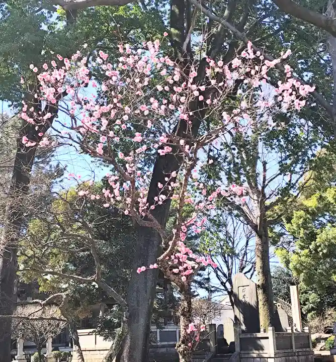 長命寺の{uncategorized: "未分類", other: "その他", undefined: "問題あり", building: "その他建物", grave: "お墓", sacred_gate: "鳥居", guardian: "狛犬", statue: "像", buddha: "仏像", history: "歴史", nature: "自然", garden: "庭園", animal: "動物", pagoda: "塔", temizu: "手水舎", mountain_gate: "山門・神門", sanctuary: "本殿・本堂", subordinate: "末社・摂社", art: "芸術", scenery: "景色", jizo: "地蔵", ema: "絵馬", goshuin: "御朱印", omikuji: "おみくじ", items: "授与品その他", amulet: "お守り", goshuincho: "御朱印帳", eats: "食事", festival: "お祭り", votive_dance: "神楽", shichigosan: "七五三参", wedding: "結婚式", experience: "体験その他", initially: "初詣", around: "周辺", anti_infection: "感染症対策"}
