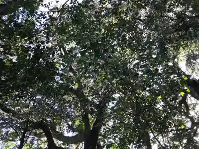 金比羅神社の自然