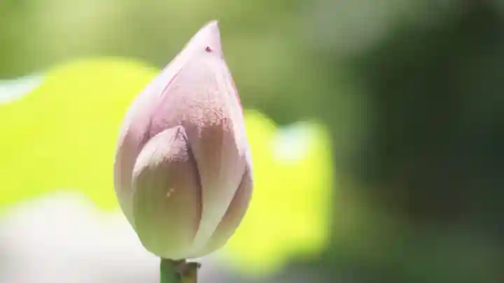 相国寺(相国承天禅寺)(京都府)