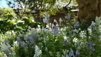 補陀洛寺の自然