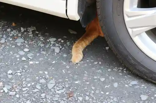 くまくま神社(導きの社 熊野町熊野神社)の動物