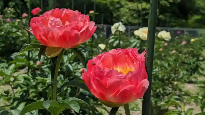 金蛇水神社の自然