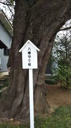 堤台八幡神社の自然