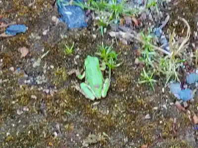 高座神社の動物