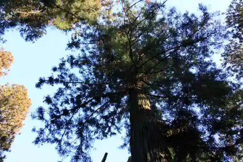 鹿島大神宮の自然