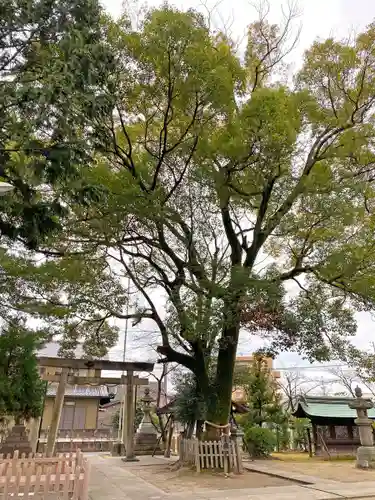 大神神社（花池）の自然