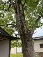 浅間神社の{uncategorized: "未分類", other: "その他", undefined: "問題あり", building: "その他建物", grave: "お墓", sacred_gate: "鳥居", guardian: "狛犬", statue: "像", buddha: "仏像", history: "歴史", nature: "自然", garden: "庭園", animal: "動物", pagoda: "塔", temizu: "手水舎", mountain_gate: "山門・神門", sanctuary: "本殿・本堂", subordinate: "末社・摂社", art: "芸術", scenery: "景色", jizo: "地蔵", ema: "絵馬", goshuin: "御朱印", omikuji: "おみくじ", items: "授与品その他", amulet: "お守り", goshuincho: "御朱印帳", eats: "食事", festival: "お祭り", votive_dance: "神楽", shichigosan: "七五三参", wedding: "結婚式", experience: "体験その他", initially: "初詣", around: "周辺", anti_infection: "感染症対策"}