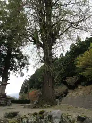 杖杉庵(徳島県)