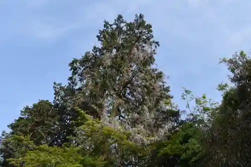 日吉大社の自然