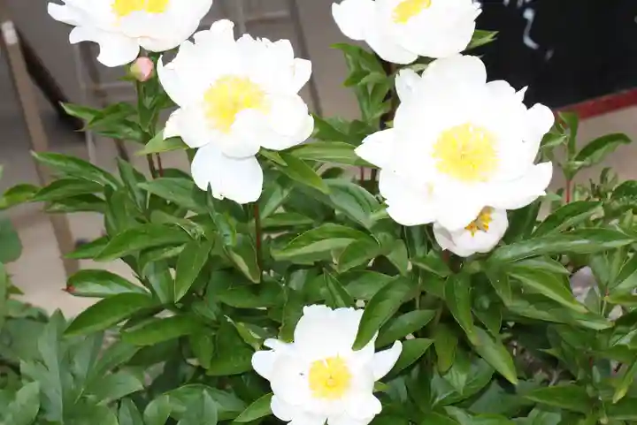 當麻寺中之坊(奈良県)