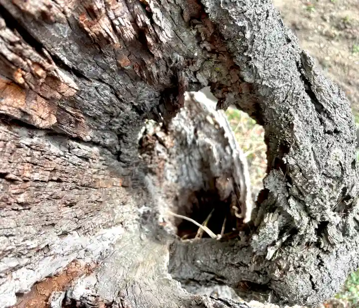 蚊里田八幡宮(長野県)