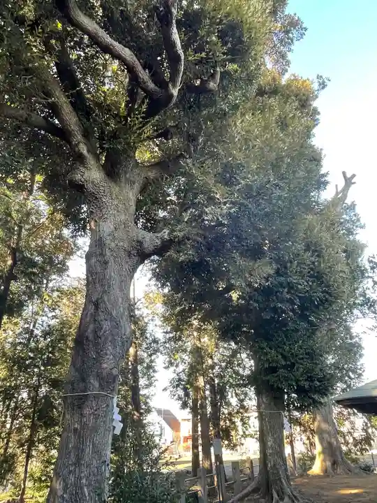 鶴峯八幡宮の自然