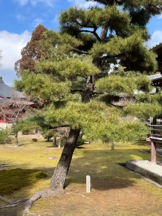 大覚寺(京都府)
