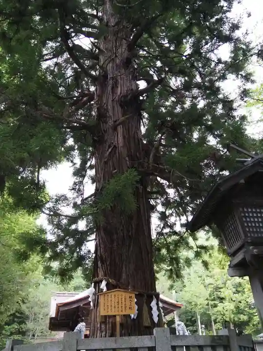 諏訪大社下社秋宮の自然