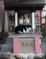 向陵稲荷神社の動物