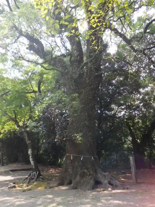 綾神社(宮崎県)