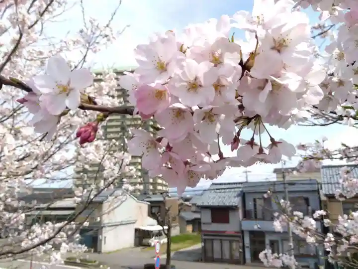 杉杜白髭神社(福井県)